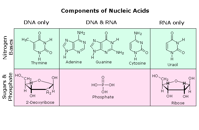 A complete structural representation of a segment of the RNA polymer formed 