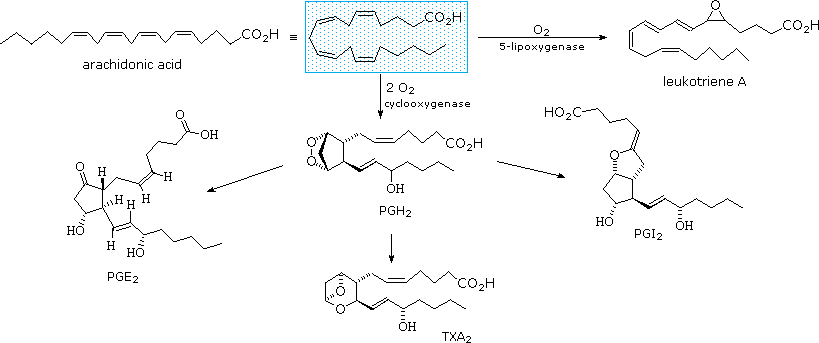 Molecular conformations of fatty acids. (a) Type B structure of stearic