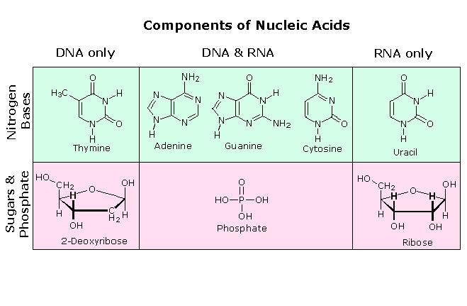Chart Showing Differences Between Dna And Rna