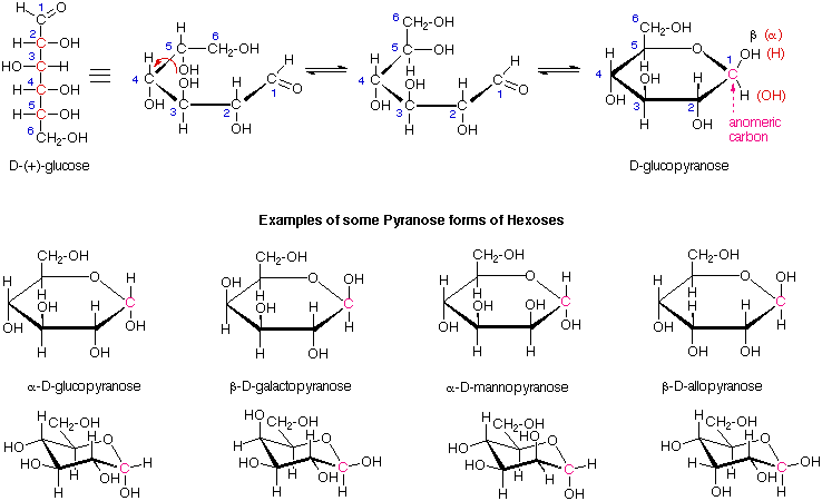 glucopyranose anomeric carbon