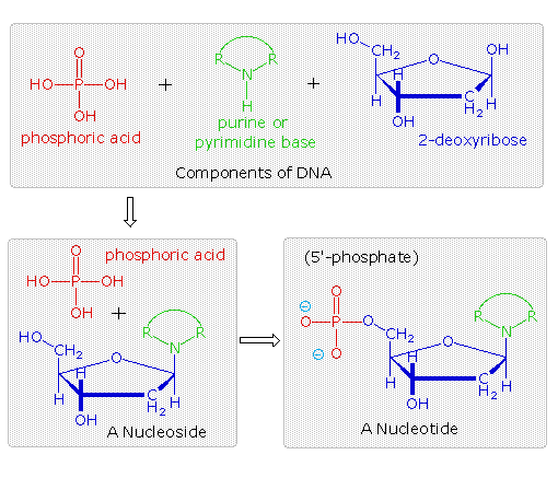 secondary structure of dna ppt