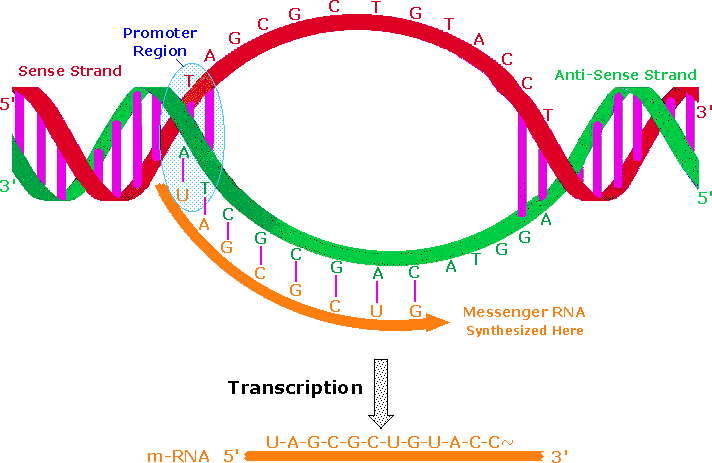 the process whereby messenger rna is made from a dna template is