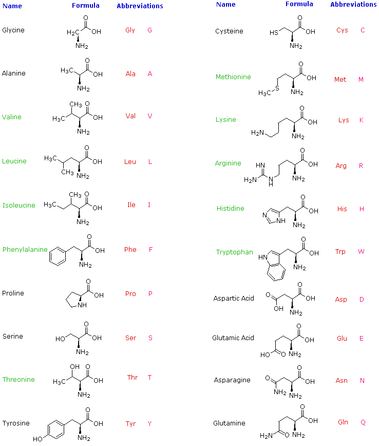 structure of an amino acid