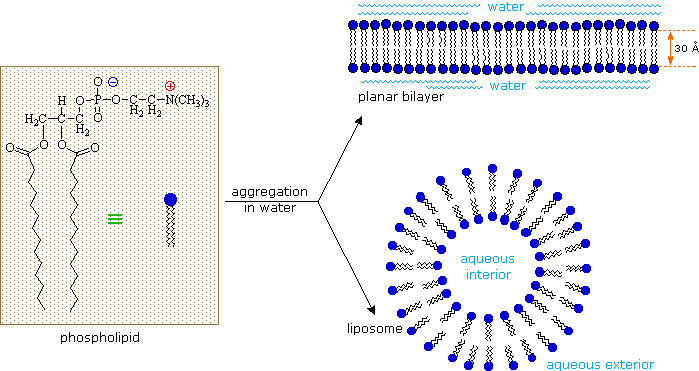 Amount of phospholipid in olive