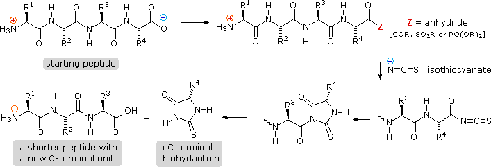 polypeptide sketch