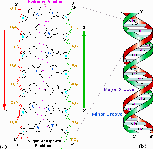 dna double helix model