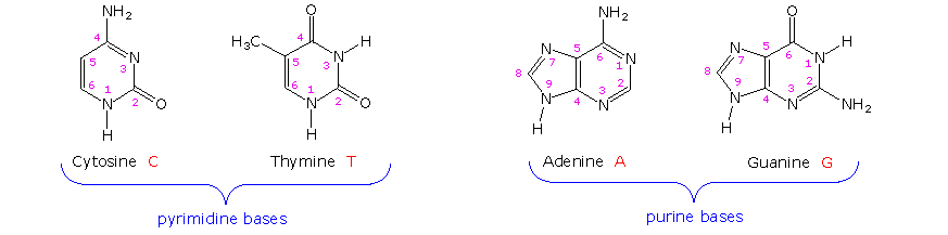 deoxyribonucleic acid and ribonucleic acid