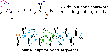 Proteins