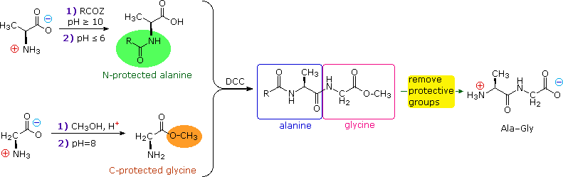 polypeptide sketch