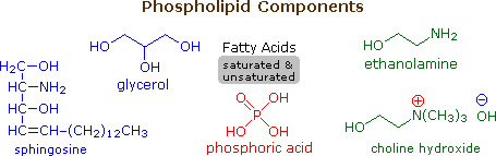What is a feature of phospholipids?