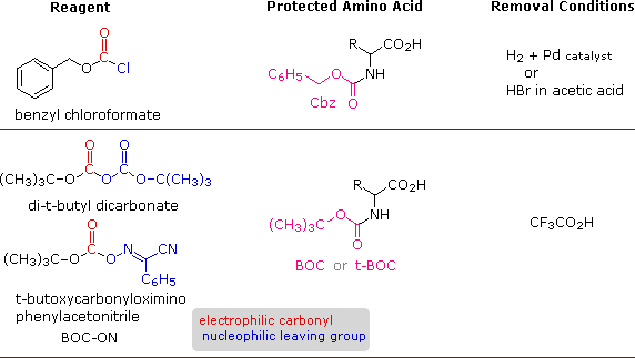 Amino Acids - Benefits, Structure & Function | Biology Dictionary