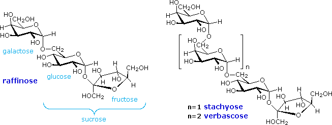 maltose chair conformation