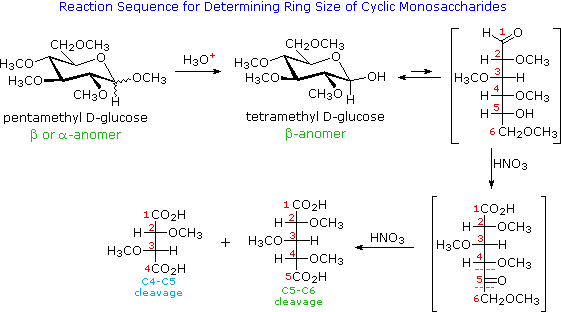 Draw the Haworth structures for alpha and beta D glucose |  Homework.Study.com
