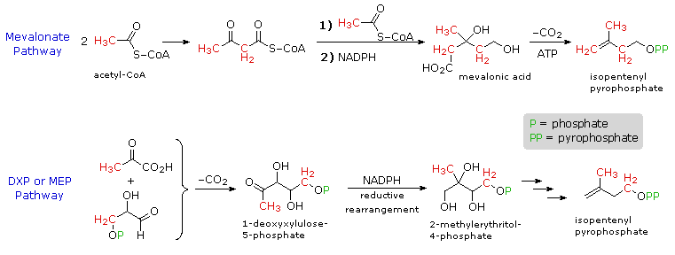 4: Fatty acids. (A) Stearic acid (saturated). (B) Elaidic acid