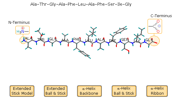 What Is N Terminus And C Terminus